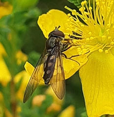 Syrphinae