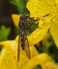 Syrphinae
