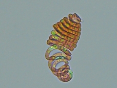 Helicoon auratum