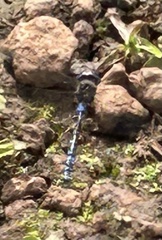 Rhionaeschna galapagoensis