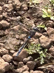 Rhionaeschna galapagoensis