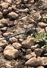 Rhionaeschna galapagoensis