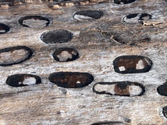 Biscogniauxia bartholomaei