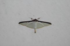 Cydalima laticostalis