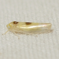 Empoa albicans