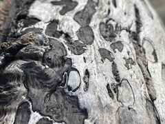 Biscogniauxia bartholomaei