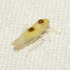 Empoa albicans