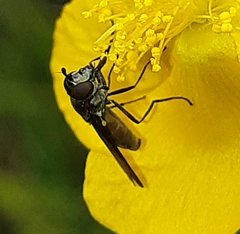 Syrphinae