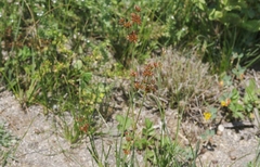 Juncus oxymeris