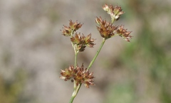 Juncus oxymeris