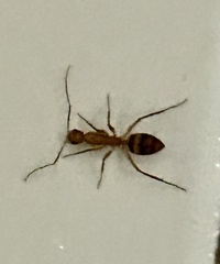 Camponotus conspicuus