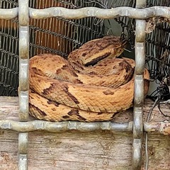 Bothrops jararaca