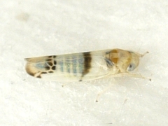 Empoa casta