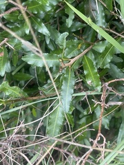 Ochna serrulata