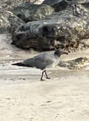 Leucophaeus fuliginosus