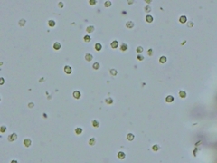 Trechispora