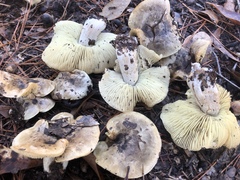 Tricholoma subsejunctum