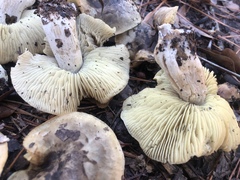 Tricholoma subsejunctum