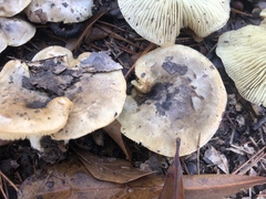 Tricholoma subsejunctum