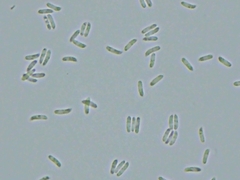 Dacryobolus karstenii