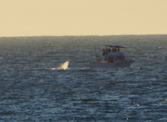 Megaptera novaeangliae