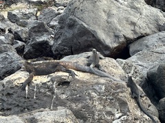 Amblyrhynchus cristatus