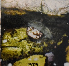 Cebidichthys violaceus