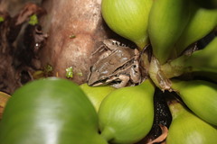 Leptodactylus elenae