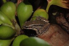 Leptodactylus elenae