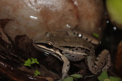 Leptodactylus elenae