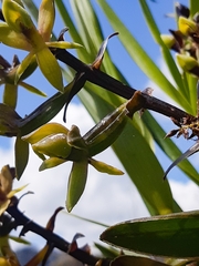 Epidendrum oxycalyx