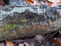 Amphilogia gyrosa