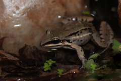 Leptodactylus elenae