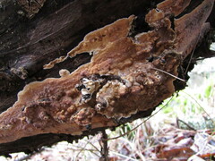 Dacryobolus karstenii