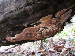 Dacryobolus karstenii