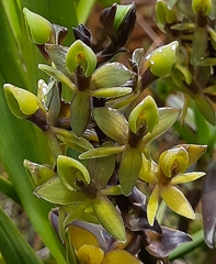 Epidendrum oxycalyx