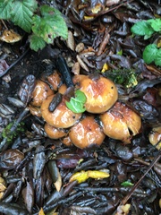 Pholiota velaglutinosa