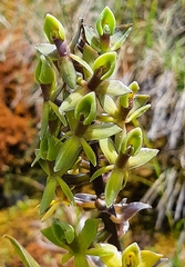 Epidendrum oxycalyx