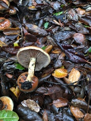 Pholiota velaglutinosa