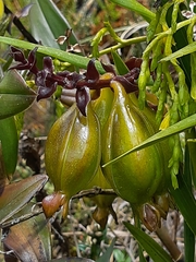 Epidendrum oxycalyx