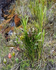Epidendrum oxycalyx