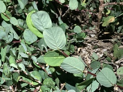 Alysicarpus vaginalis