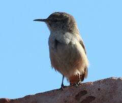 Salpinctes obsoletus obsoletus