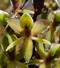 Epidendrum oxycalyx