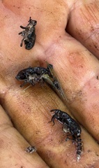 Polytus mellerborgii