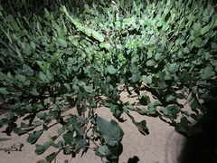 Alysicarpus vaginalis