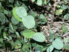 Alysicarpus vaginalis