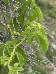 Cyphostemma hypoleucum