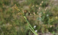 Juncus oxymeris