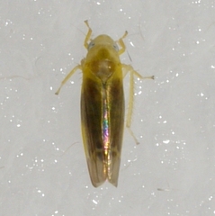 Empoa scripta